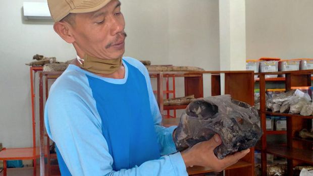 Fosil kepala kuda yang diselamatkan dan diamankan di Museum Patiayam, Kudus, Rabu (8/7/2020).