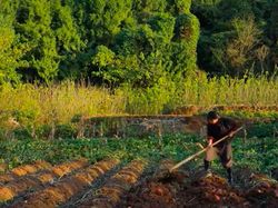 Misteri Hilangnya YouTuber China Li Ziqi yang Pecahkan Rekor Dunia