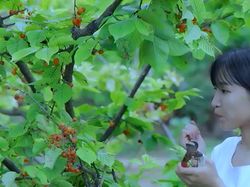 Fakta Menarik Li Ziqi, YouTuber Desa Menawan Pemecah Rekor Dunia