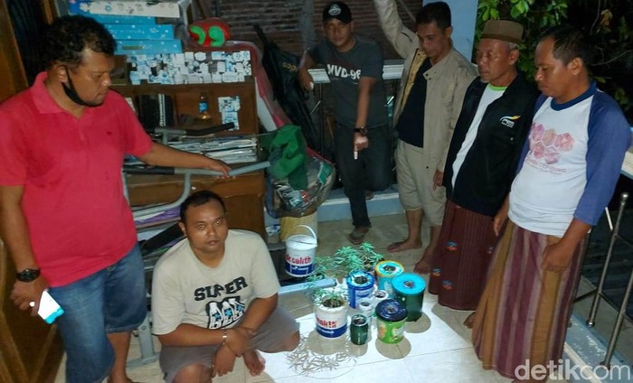 Penangkapan pria Kendal yang nekat tanam ganja di atap rumah gegara belajar dari internet