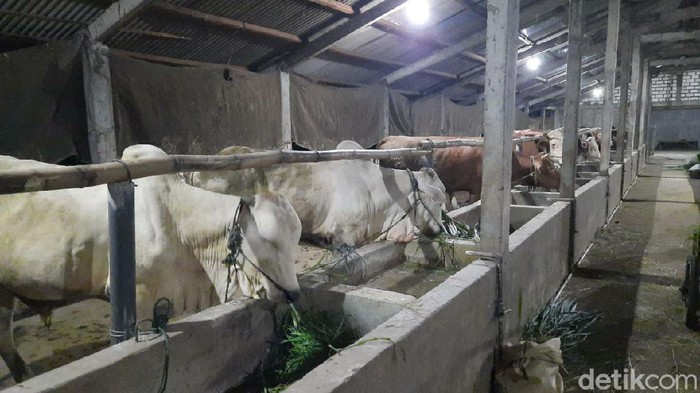 Protokol Kesehatan Bagi Pemotongan Hewan Ternak