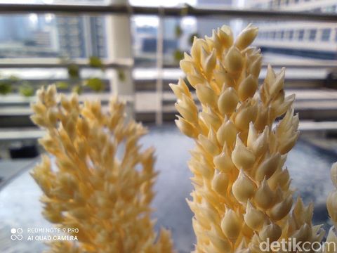 Hasil foto Redmi Note 9 Pro