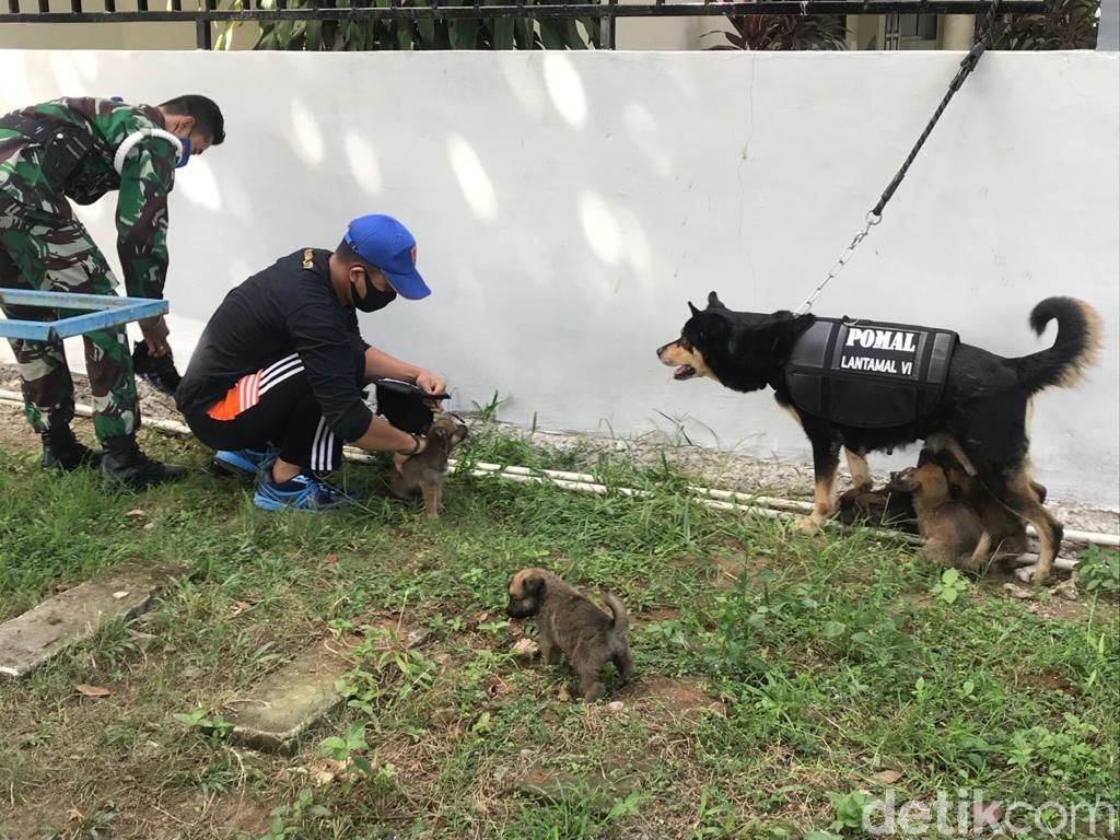 Anjing Belgian Malinois milik Densus POM Lantamal VI Makassar melahirkan 5 ekor anak (Ibnu Munsir-detikcom).