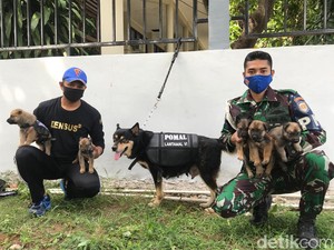 Langka! Anjing K9 Densus POM Lantamal VI Makassar Lahirkan 5 Anak