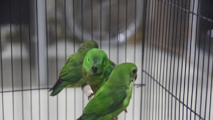 burung serindit