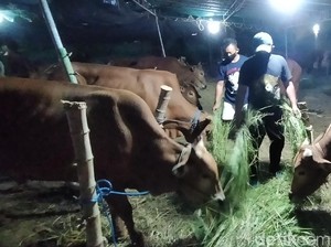 Jelang Idul Adha, Dinas Peternakan Jatim Maksimalkan Penjualan Online