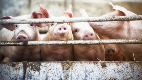 close up of a pigs face on a truck, behind bars