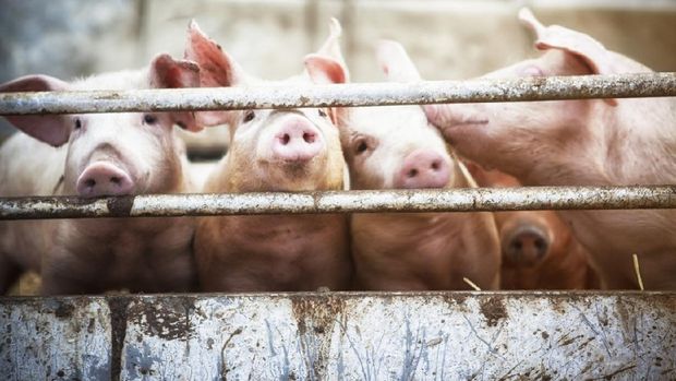 close up of a pigs face on a truck, behind bars