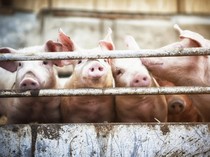 Babi Ternyata Dipelihara di Timur Tengah Ribuan Tahun Lalu