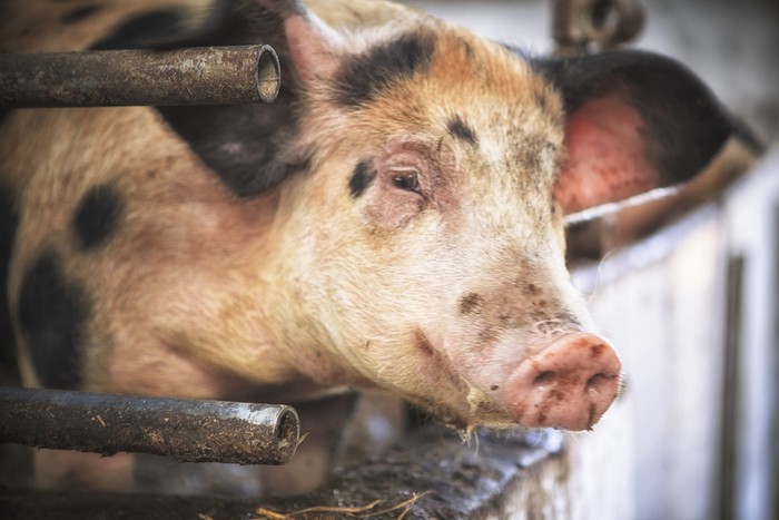 close up of a pigs face on a truck, behind bars