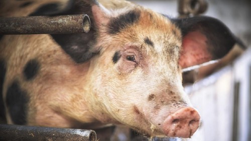 close up of a pigs face on a truck, behind bars