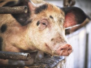 9 Produk Pangan yang Mengandung Babi Menurut BPJPH-BPOM, Ini Daftarnya