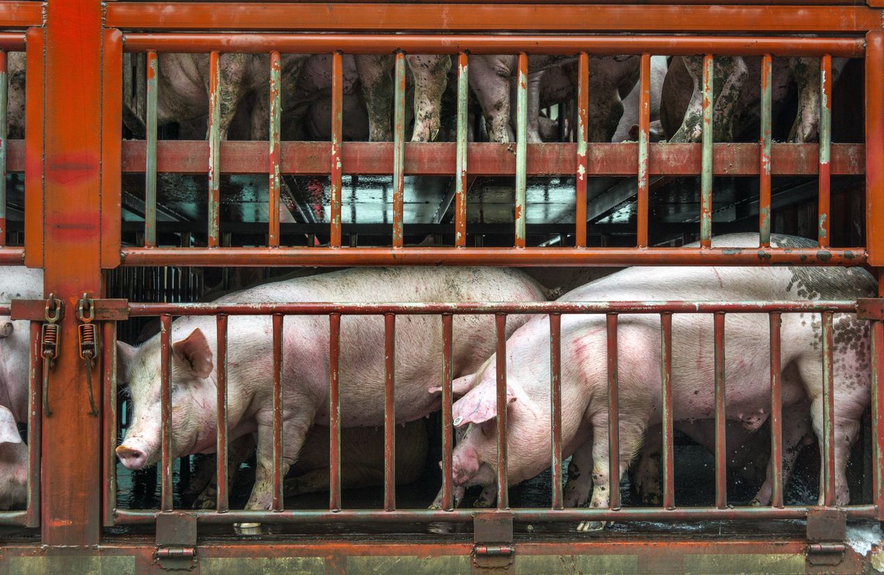 close up of a pigs face on a truck, behind bars