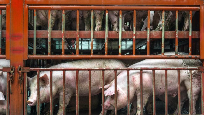 ilustrasi babi close up of a pigs face on a truck, behind bars