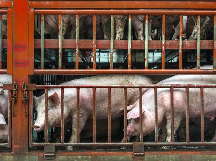 close up of a pigs face on a truck, behind bars