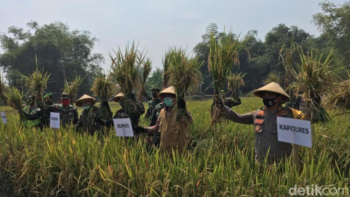 Kampung di Mojokerto Ini Hasilkan 7,4 Ton Gabah untuk Atasi Dampak Ekonomi COVID-19