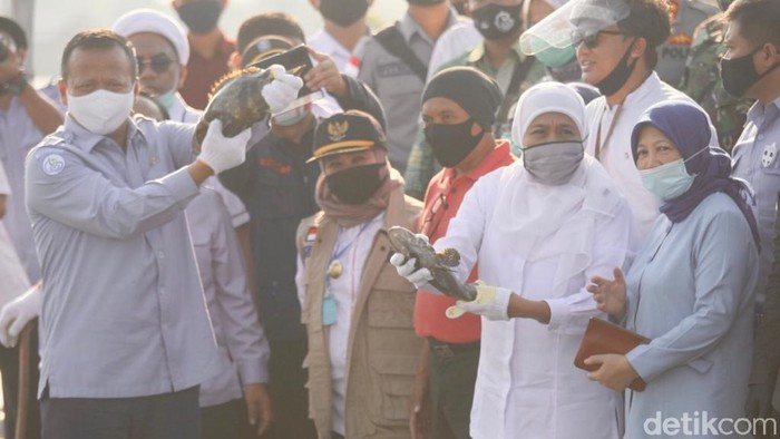 Khofifah Sebut Ikan Kerapu Lamongan Potensial Diminati hingga Luar Negeri