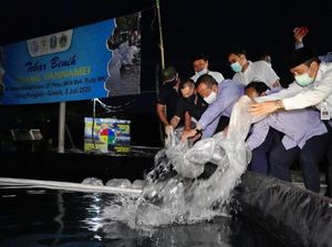 KKP Ajak Masyarakat Berbudidaya Udang di Tambak Milenial