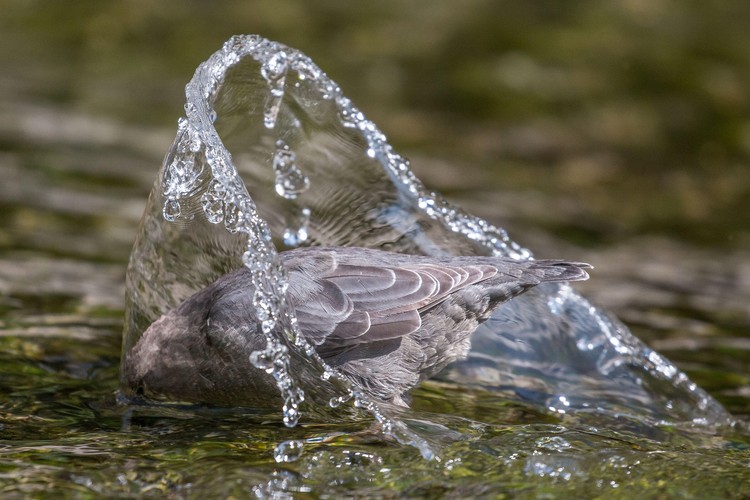 kontes fotografi burung kontes fotografi burung 2020 Audubon Photography Awards