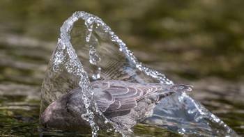 Burung American dipper mencari mangsa di sungai di Taman Nasional Yosemite, California. Karya Marlee Fuller-Morris ini diganjar penghargaan Fisher Prize. Foto: Marlee Fuller-Morris/Audubon Photography Awards
