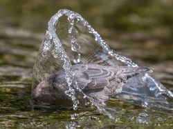 Keindahan Burung dalam Tangkapan Jawara Kontes Audubon Photography Awards