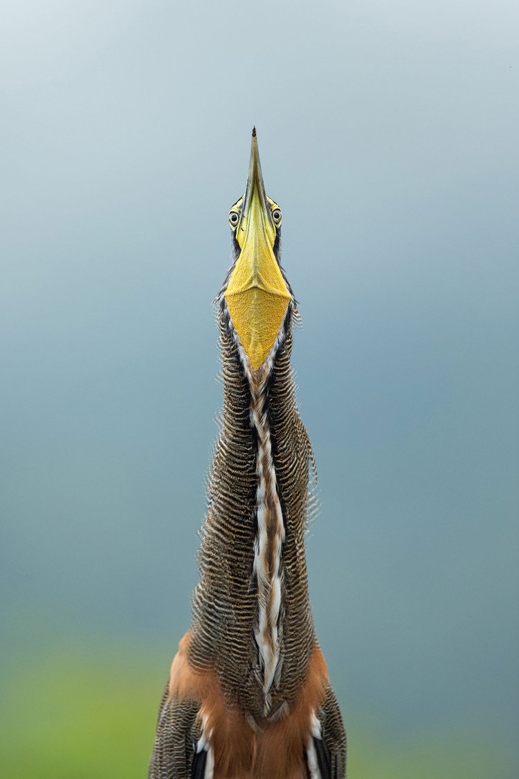 kontes fotografi burung kontes fotografi burung 2020 Audubon Photography Awards