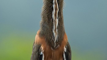 Juara kategori Amateur dipegang oleh Gail Bisson. Karyanya memperlihatkan burung Tiger Heron yang fotonya ia ambil di Sungai Tárcoles, Kosta Rika. Foto: Gail Bisson/Audubon Photography Awards