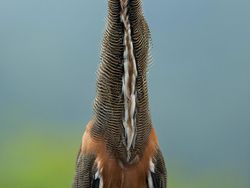 Keindahan Burung dalam Tangkapan Jawara Kontes Audubon Photography Awards