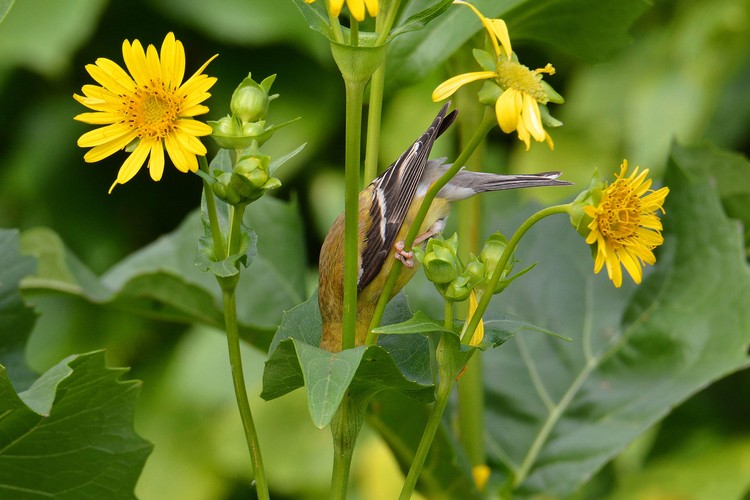 kontes fotografi burung kontes fotografi burung 2020 Audubon Photography Awards