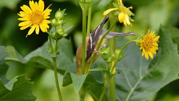 Kategori Plants for Birds dimenangkan oleh Travis Bonovsky. American Goldfinch yang ia tangkap sedang mencari minum di tanaman bunga ini. Foto:  Travis Bonovsky/Audubon Photography Awards
