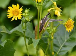 Keindahan Burung dalam Tangkapan Jawara Kontes Audubon Photography Awards