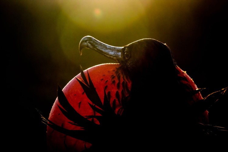 kontes fotografi burung 2020 Audubon Photography Awards
