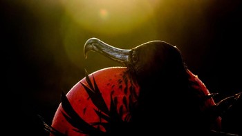 Karya Sue Dougherty memenangkan kategori Professional. Foto burung Magnificent Friagtebird ini ditangkap di Pulau Genovesa, Ekuador. Foto: Sue Dougherty/Audubon Photography Awards