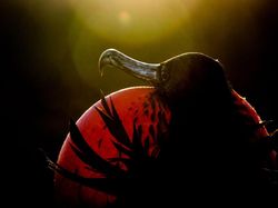 Keindahan Burung dalam Tangkapan Jawara Kontes Audubon Photography Awards