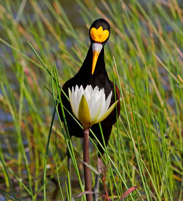 kontes fotografi burung 2020 Audubon Photography Awards
