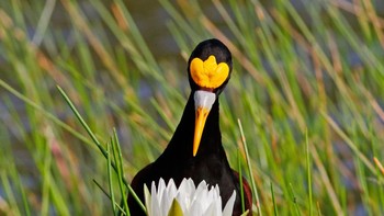Kategori Youth dimenangkan oleh Vayun Tiwari. Saat sedang menjelajahi New River di Belize, ia menangkap foto Northern Jacana ini. Foto: Vayun Tiwari/Audubon Photography Awards