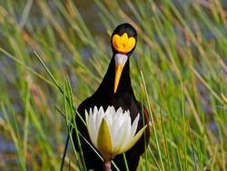 Keindahan Burung dalam Tangkapan Jawara Kontes Audubon Photography Awards