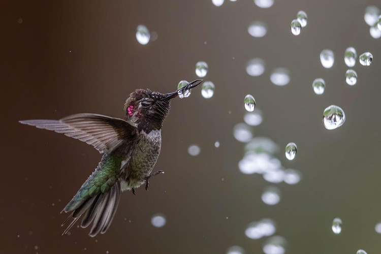 kontes fotografi burung 2020 Audubon Photography Awards