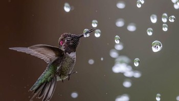 Bibek Ghosh mendapatkan gelar Amateur Honorable Mention dengan karyanya yang memperlihatkan burung Annas Hummingbird. Foto: Bibek Ghosh/Audubon Photography Awards