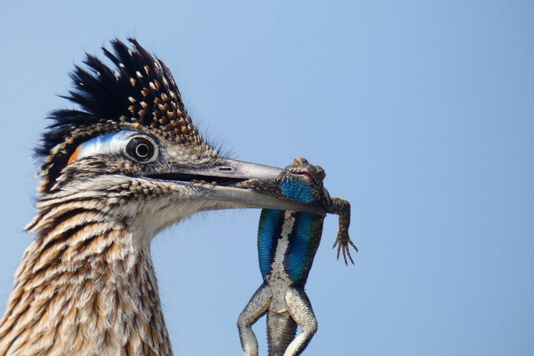 kontes fotografi burung 2020 Audubon Photography Awards