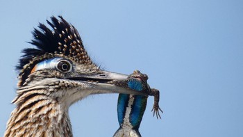 Gelar Youth Honorable Mention diberikan untuk Christopher Smith. Fotonya memperlihatkan Greater Roadrunner yang sedang mencengkeram kadal di paruhnya. Foto: Christopher Smith/Audubon Photography Awards