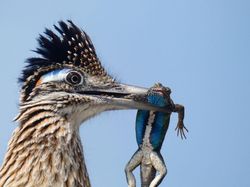 Keindahan Burung dalam Tangkapan Jawara Kontes Audubon Photography Awards