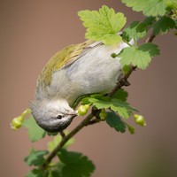 kontes fotografi burung 2020 Audubon Photography Awards