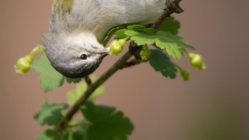 Gelar Plants for Birds Honorable Mention diberikan kepada Natalie Robertson. Burung Tennessee Warbler yang menjadi objeknya terlihat sedang mencari makan di tanaman gooseberry. Foto: Natalie Robertson/Audubon Photography Awards