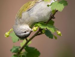 Keindahan Burung dalam Tangkapan Jawara Kontes Audubon Photography Awards