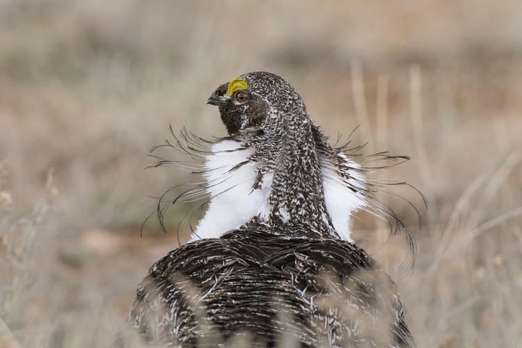 kontes fotografi burung kontes fotografi burung 2020 Audubon Photography Awards