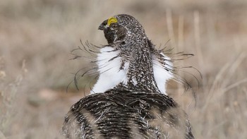 Gene Putney mendapat penghargaan Professional Honorable Mention. Karyanya menangkap Greater Sage-Grouse yang sedang melakukan ritual mencari pasangan. Foto: Gene Putney/Audubon Photography Awards
