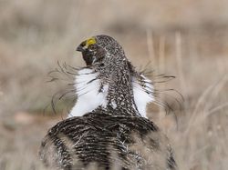 Keindahan Burung dalam Tangkapan Jawara Kontes Audubon Photography Awards