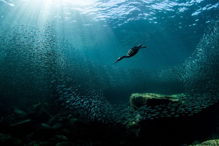 kontes fotografi burung 2020 Audubon Photography Awards