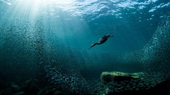 Burung dandang yang sedang menyelam di Los Islotes, Meksiko. Foto karya Joanna Lentini ini menyabet penghargaan Grand Prize. Foto: Joanna Lentini/Audubon Photography Awards